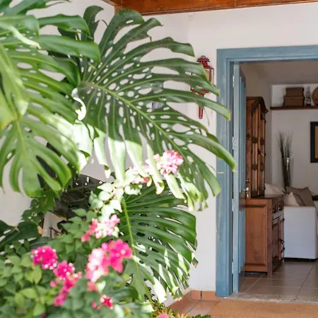 Cipreses Puerto del Carmen (Lanzarote)